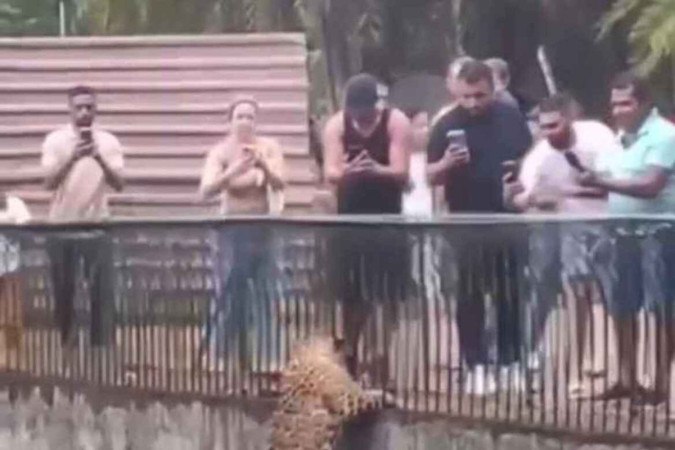 Vídeo: onça escala parede e se aproxima do público no Zoológico de Brasília