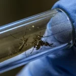 Foto-mosquito-da-dengue-3
